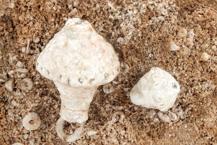 Two Mississippian Crinoids (Uperocrinus & Macrocrinus) - Missouri #212089